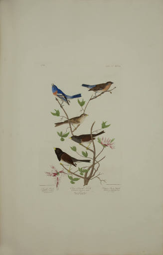 Lazuli Finch; Clay-coloured Finch; Oregon Snow Finch