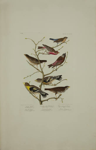 Lazuli Finch; Cow-pen Bird; Crimson-necked Bull-finch; Evening Grosbeak; Grey-coloured Linnet; Brown Longsput