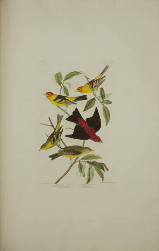 Louisiana Tanager; Scarlet Tanager