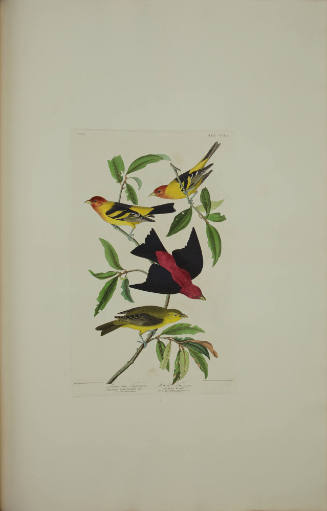 Louisiana Tanager; Scarlet Tanager