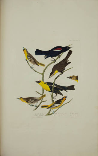 Nuttall's Starling; Yellow-headed Troopial; Bullock's Oriole