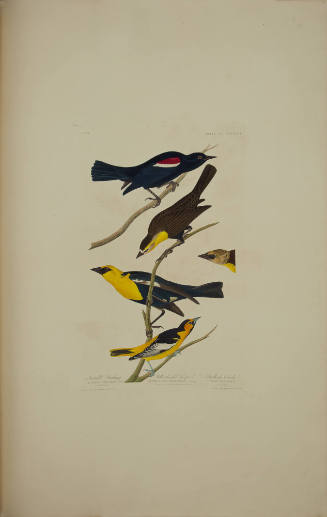 Nuttall's Starling; Yellow-headed Troopial; Bullock's Oriole