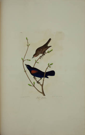Prairie Starling