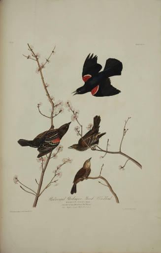 Redwinged Starling or Marsh Blackbird