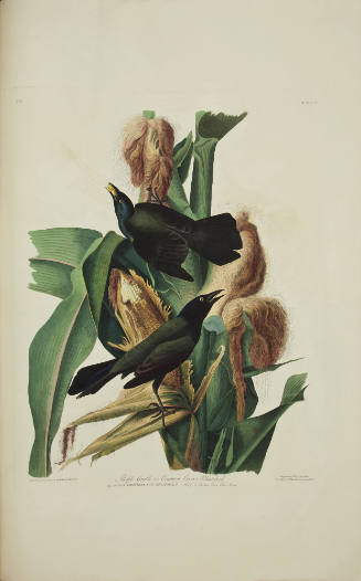 Purple Grackle or Common Crow Blackbird