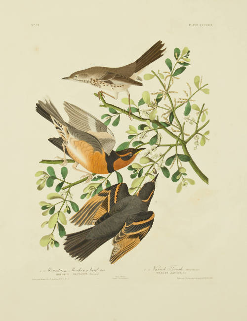 Mountain Mocking bird; Varied Thrush