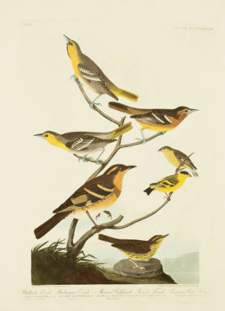 Bullock's Oriole; Baltimore Oriole; Mexican Goldfinch; Varied Thrush; Common Water Thrush