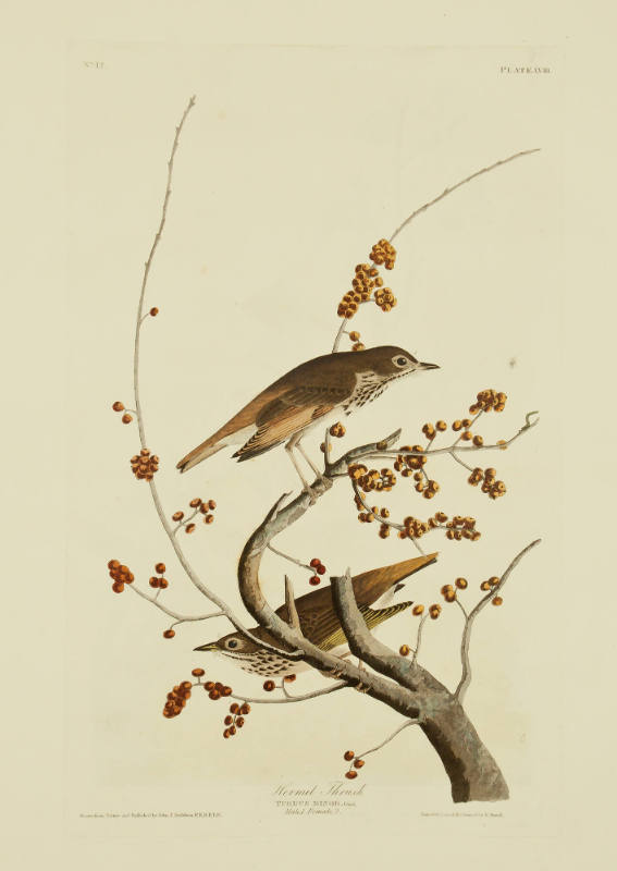 Hermit Thrush