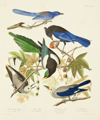 Yellow billed Magpie; Stellers Jay; Ultramarine Jay; Clark's Crow