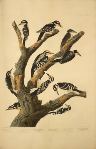 Maria's Woodpecker; Three-toed Woodpecker; Phillip's Woodpecker;  Canadian Woodpecker; Harris's Woodpecker; Audubon's Woodpecker