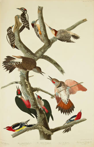 Harry's Woodpecker; Red-bellied Woodpecker; Red-shafted Woodpecker; Lewis' Woodpecker;  Red-breasted Woodpecker