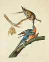 Drawn to Life: Audubon's Legacy