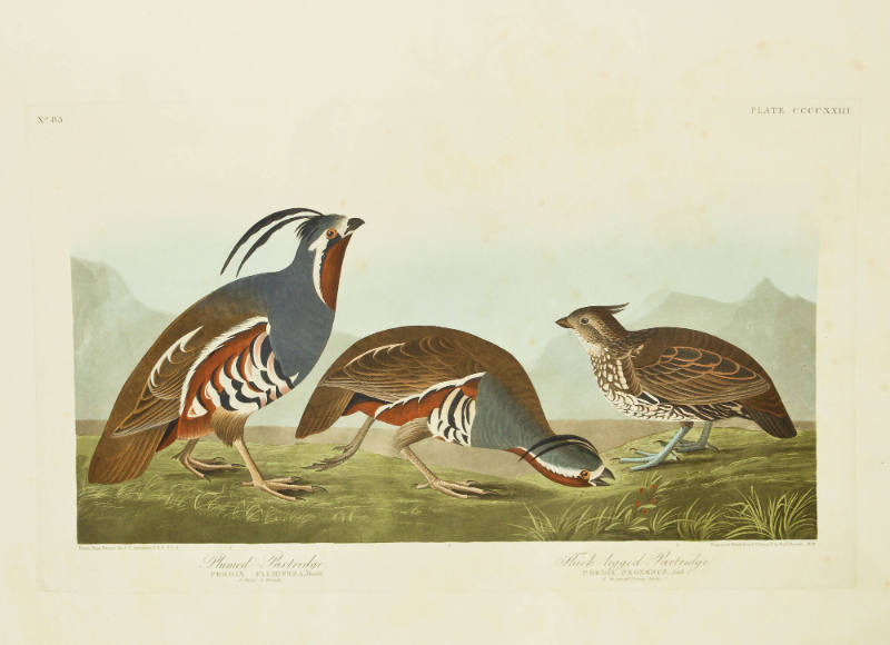 Plumed Partridge; Thick-legged Partridge