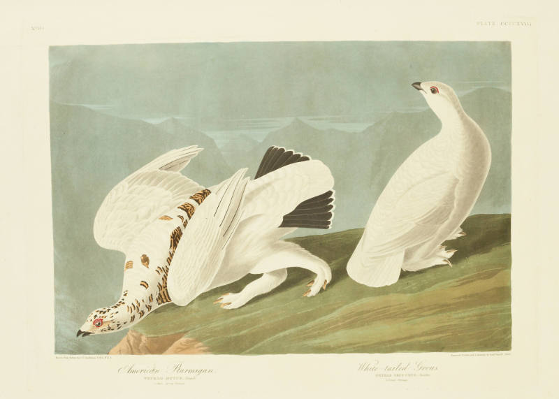 American Ptarmigan; White-tailed Grous
