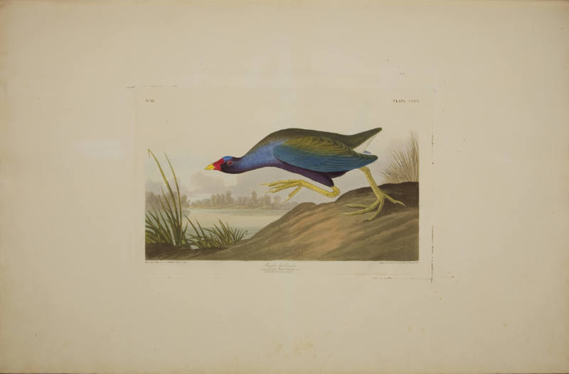 Purple Gallinule