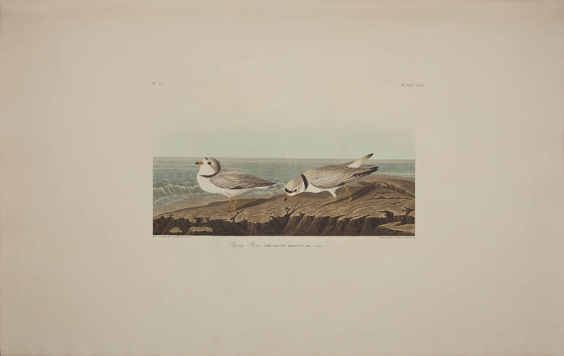 Piping Plover