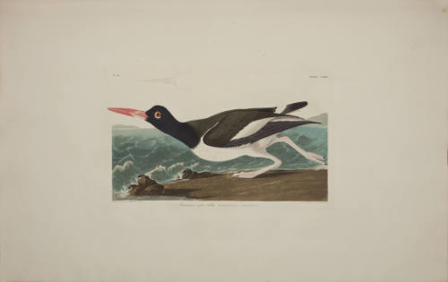 American oyster-catcher