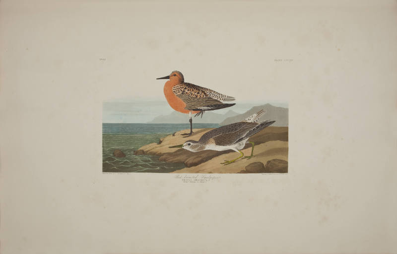 Red-breasted Sandpiper