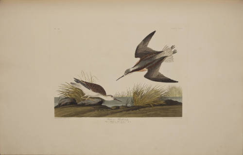 Wilson's Phalarope