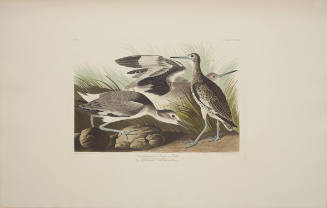 Semipalmated Snipe or Willet