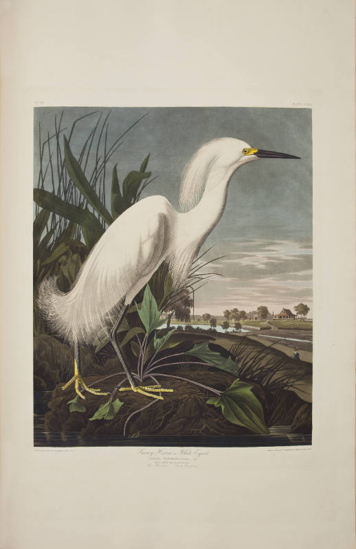 Snowy Heron or White Egret