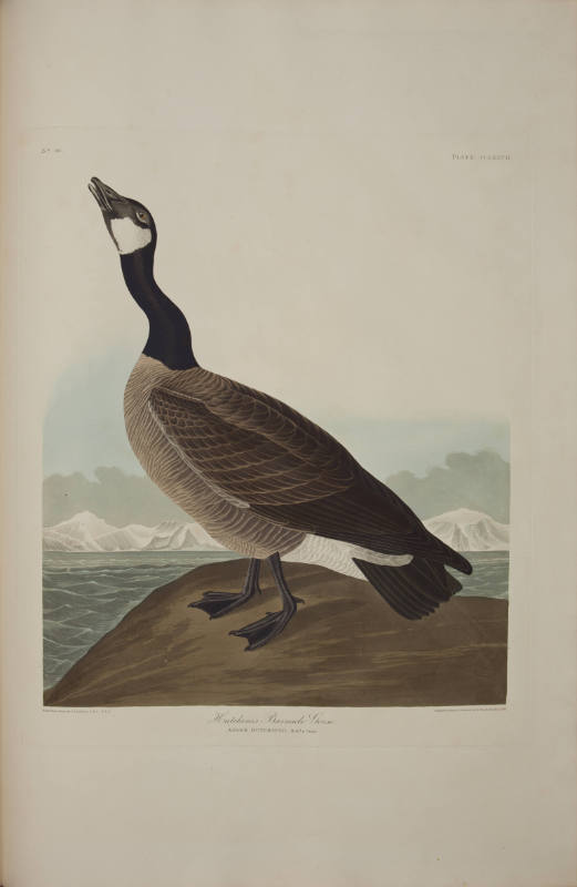 Hutchins's Barnacle Goose