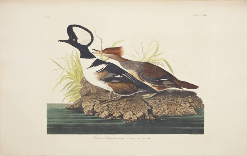 Hooded Merganser