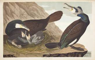 Common Cormorant