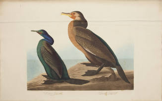 Violet-green Cormorant; Townsend's Cormorant