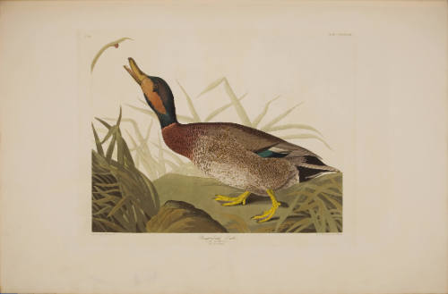 Bemaculated Duck