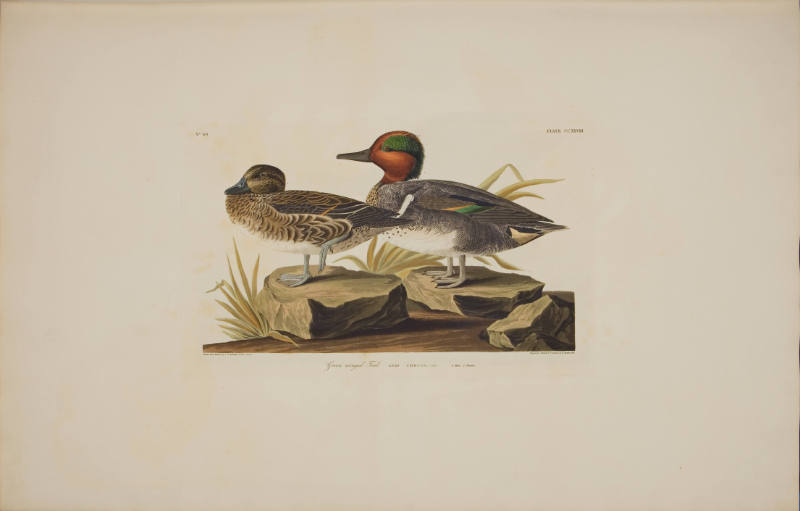Green winged Teal
