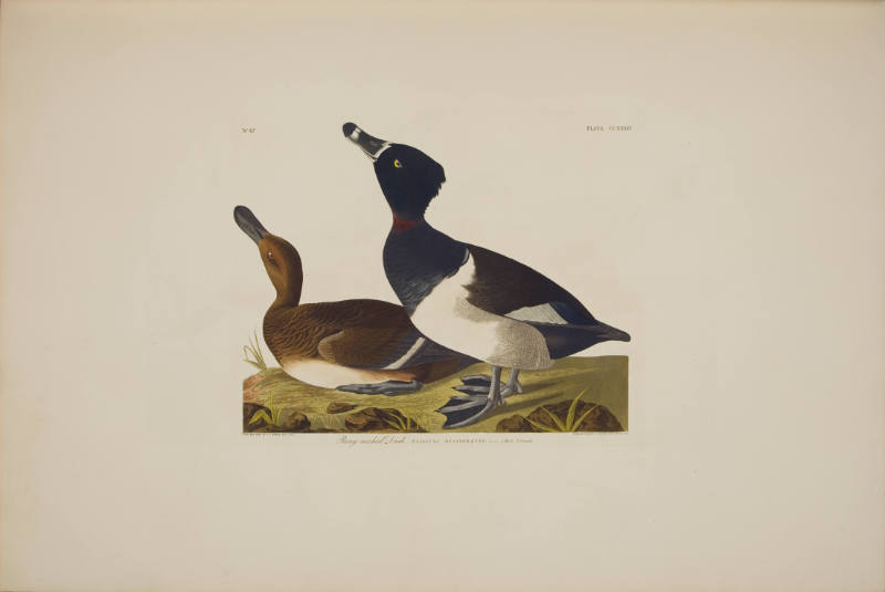 Ring-necked Duck