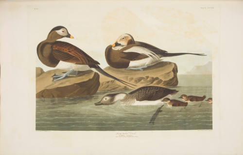 Long-tailed Duck