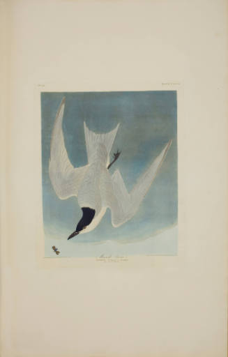 Marsh Tern