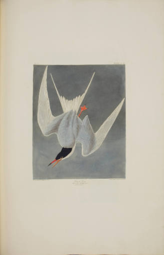 Great Tern