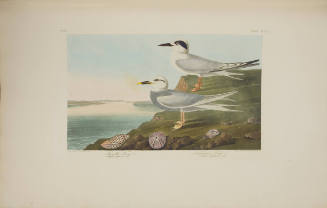 Havell's Tern and Trudeau's Tern