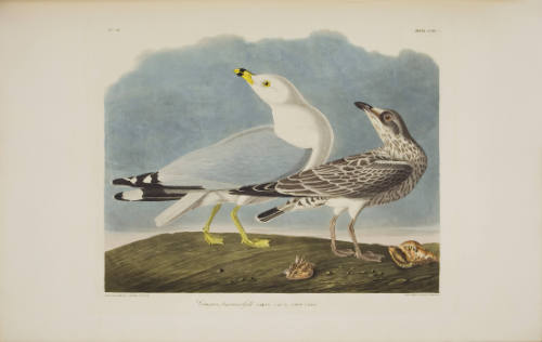 Common American Gull