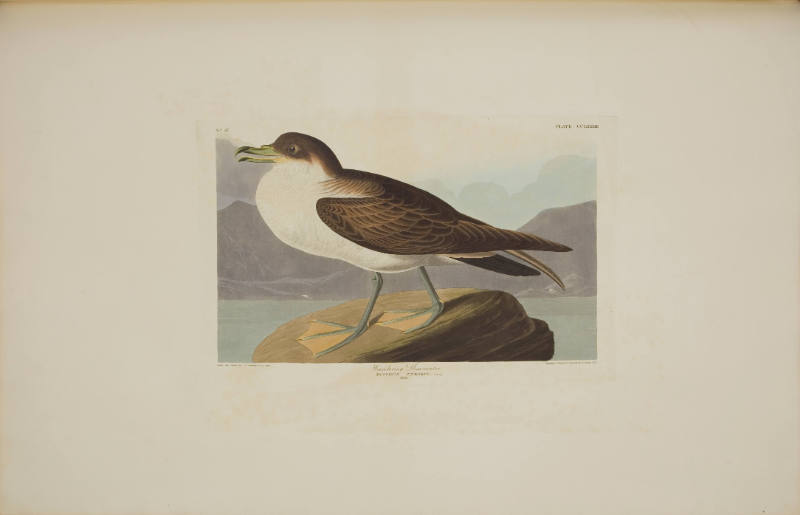 Wandering Shearwater