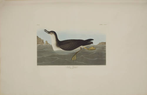 Manks Shearwater