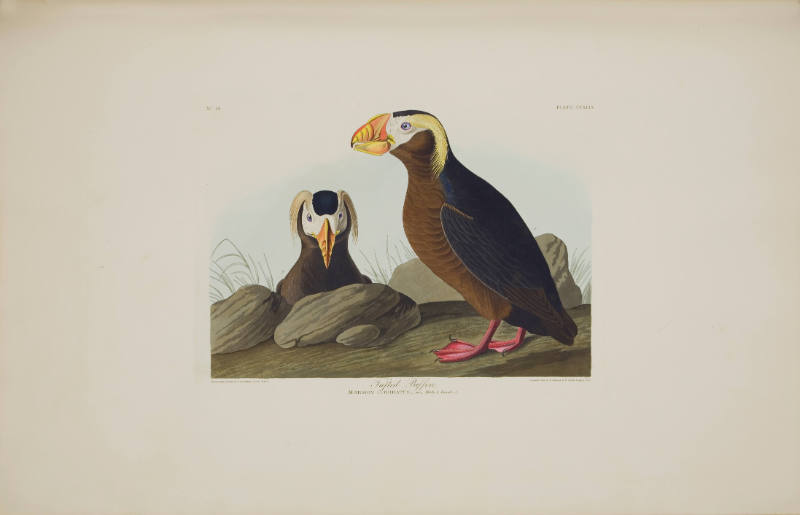 Tufted Puffin