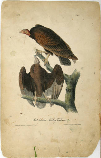 Red-headed Turkey Vulture