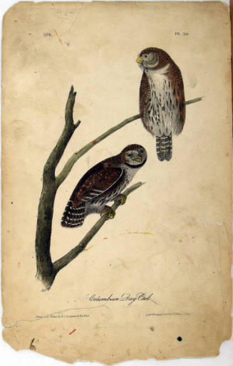 Columbian Day-Owl