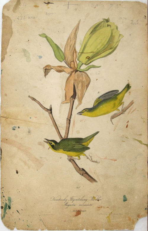 Kentucky Flycatching-Warbler