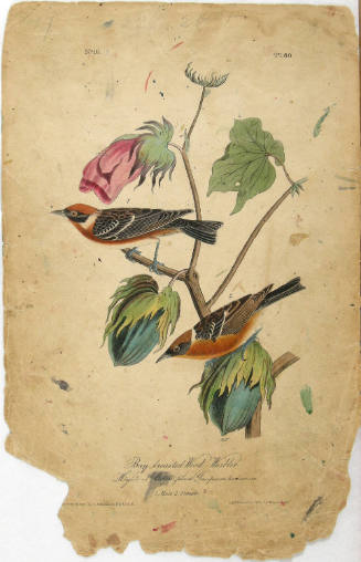 Bay-breasted Wood-Warbler