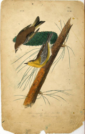 Pine-creeping Wood-Warbler