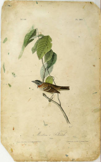 Morton's Finch