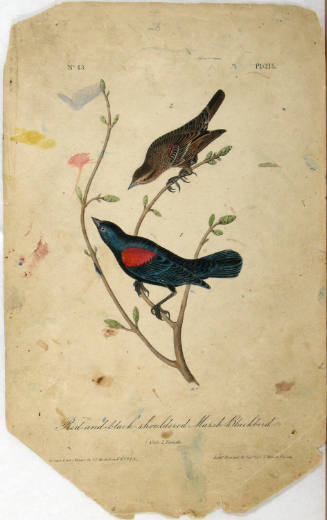 Red-and-black-shouldered Marsh-Blackbird
