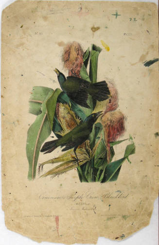 Common, or Purple Crow-Blackbird