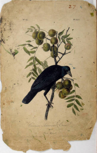 Common American Crow