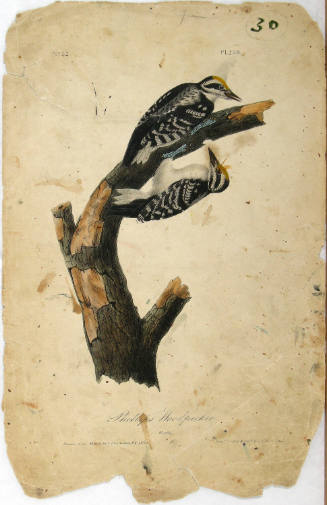 Phillips Woodpecker